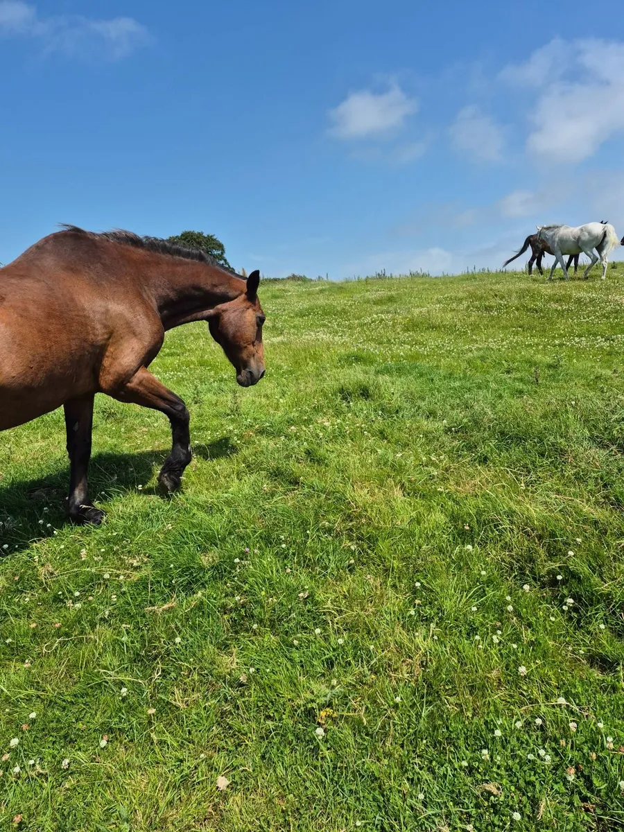 Beginners Pony - Image 3