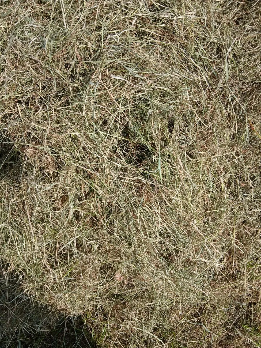 Hay bales - Image 3