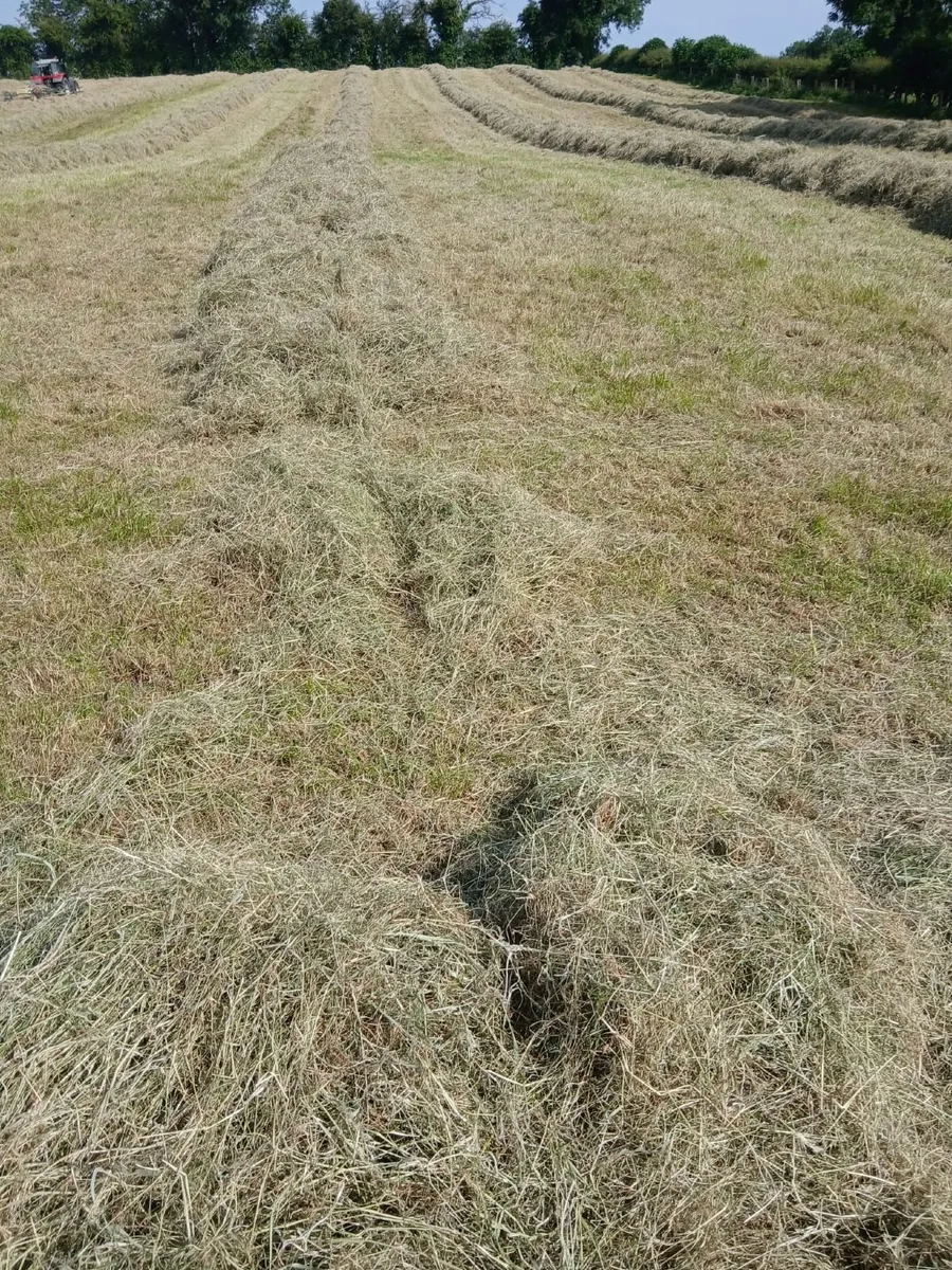 Hay bales - Image 1