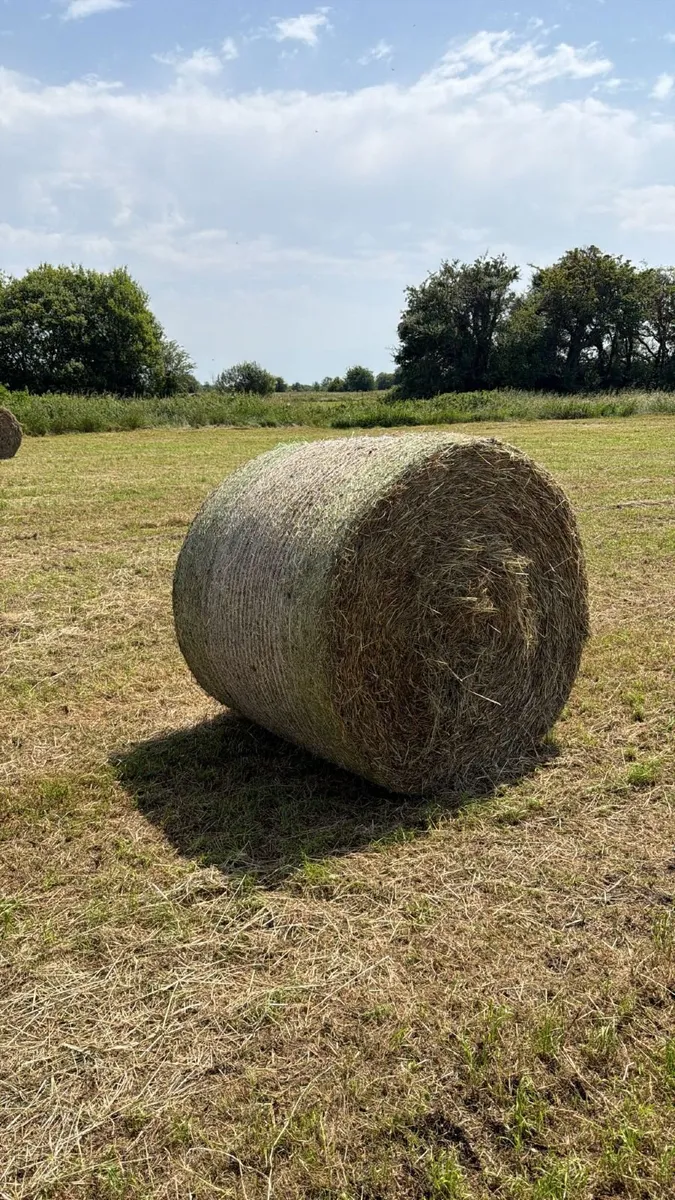 Round Bales Of Hay - Image 1