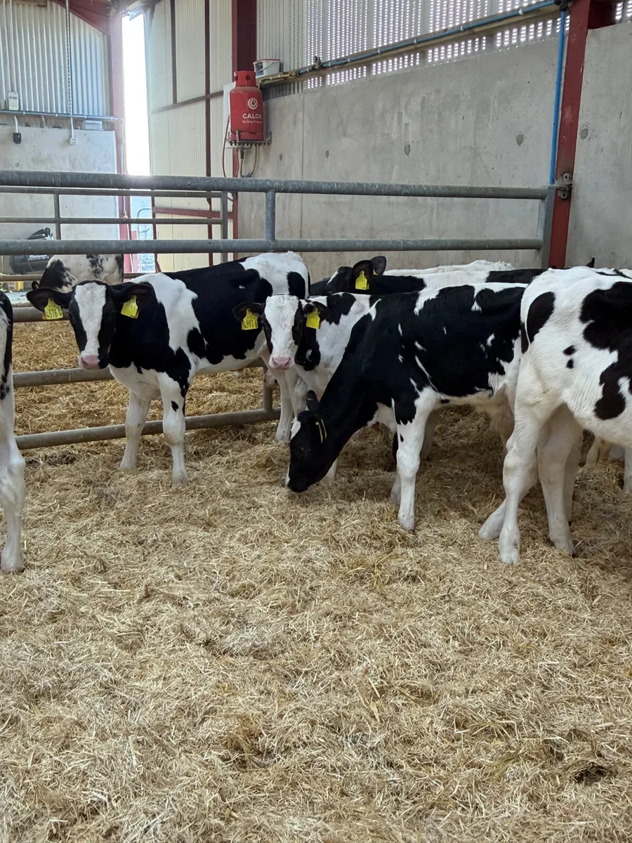 10 Friesian Bull Calves - Image 4