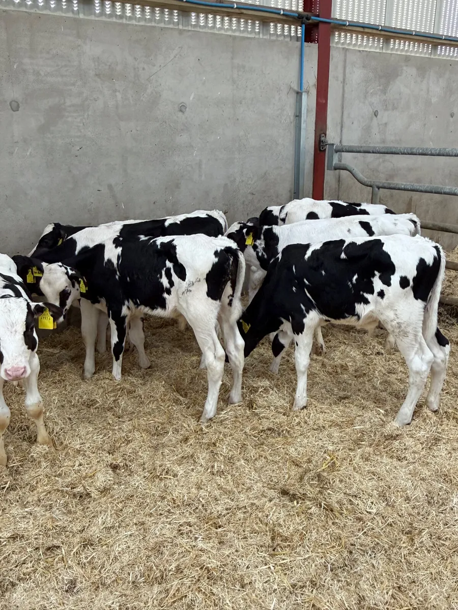 10 Friesian Bull Calves - Image 3