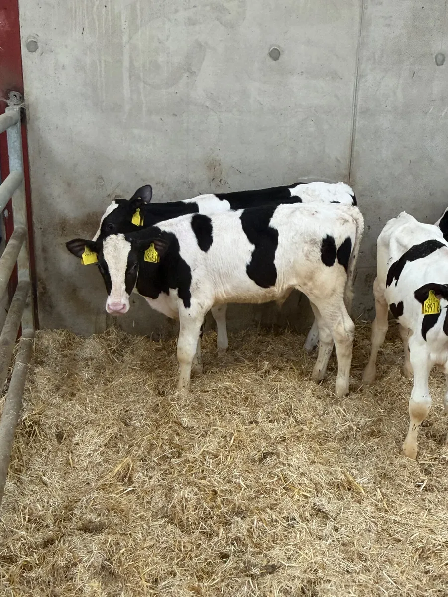 10 Friesian Bull Calves - Image 2