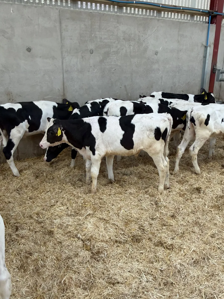 10 Friesian Bull Calves - Image 1
