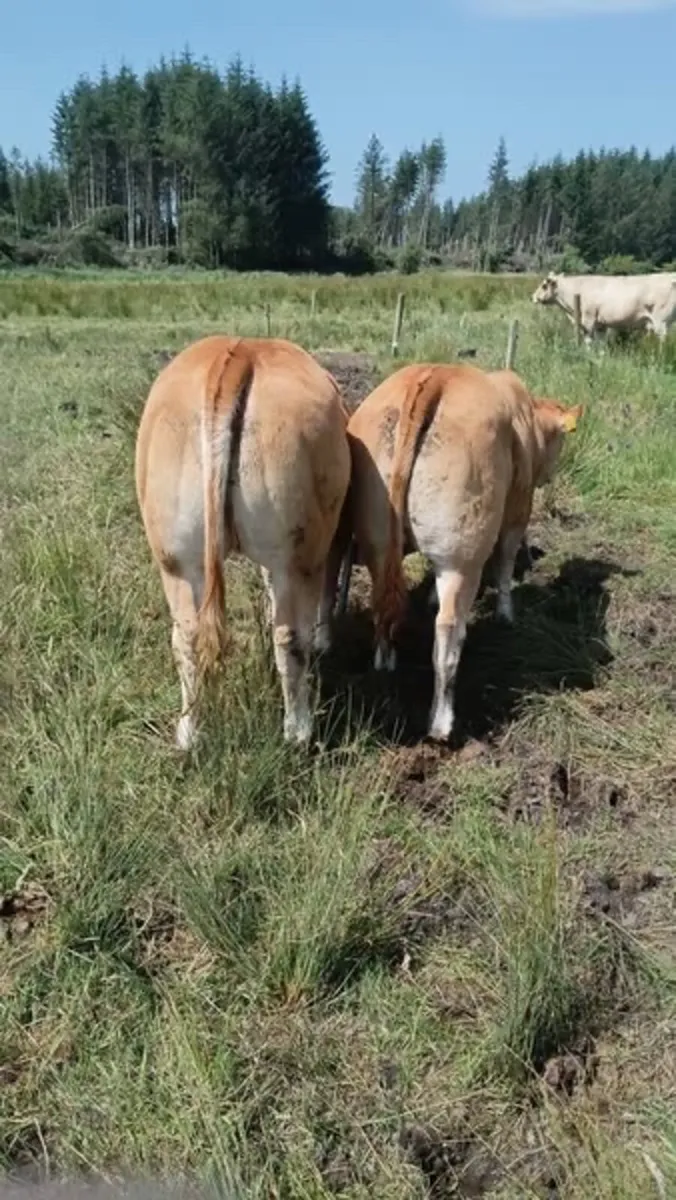 2 smashing weanling heifers for Ballinasloe mart - Image 1
