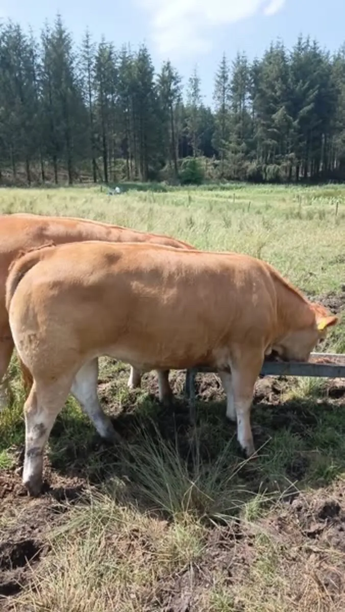 2 smashing weanling heifers for Ballinasloe mart - Image 2