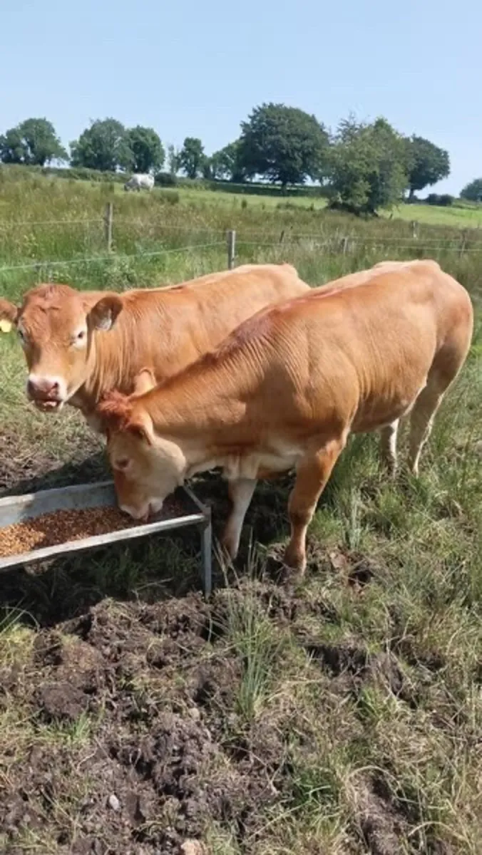 2 smashing weanling heifers for Ballinasloe mart - Image 3