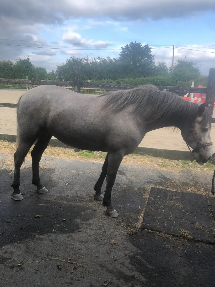 Ponys - Image 4
