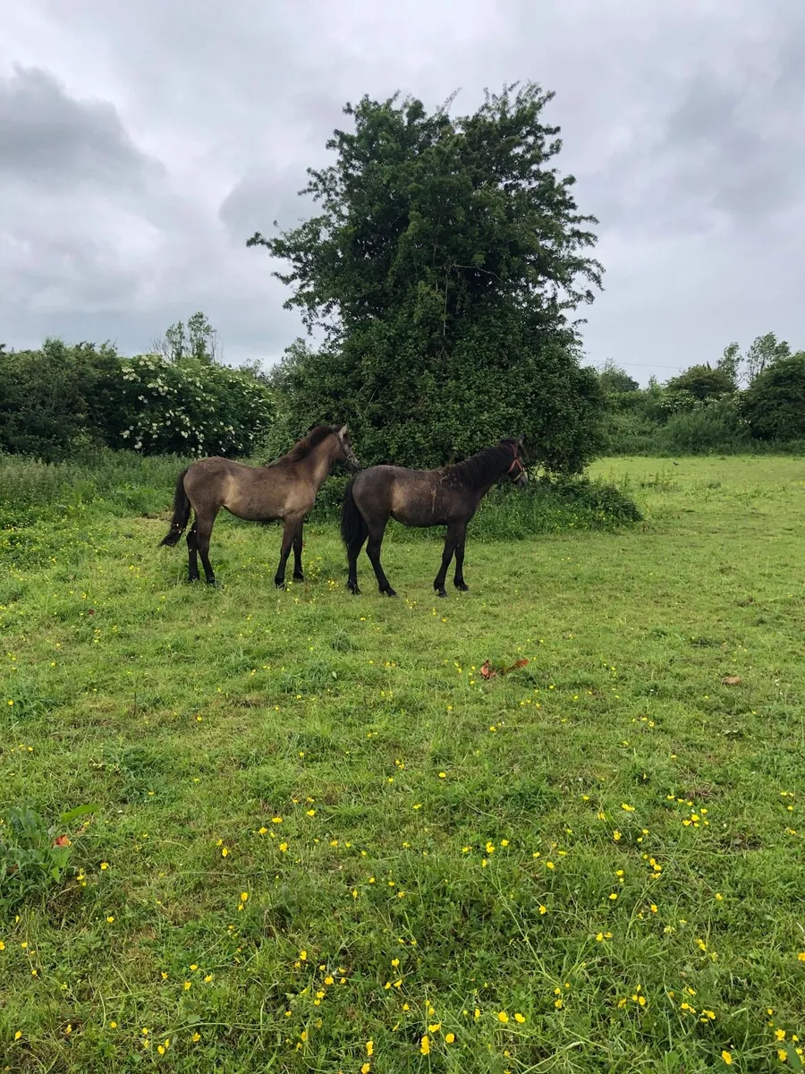 Ponys - Image 1