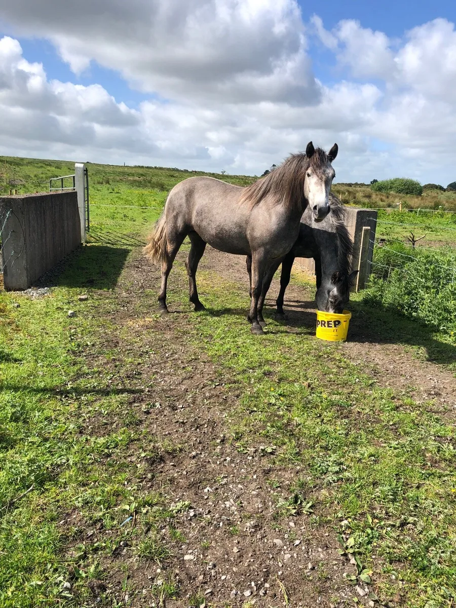 Ponys - Image 4