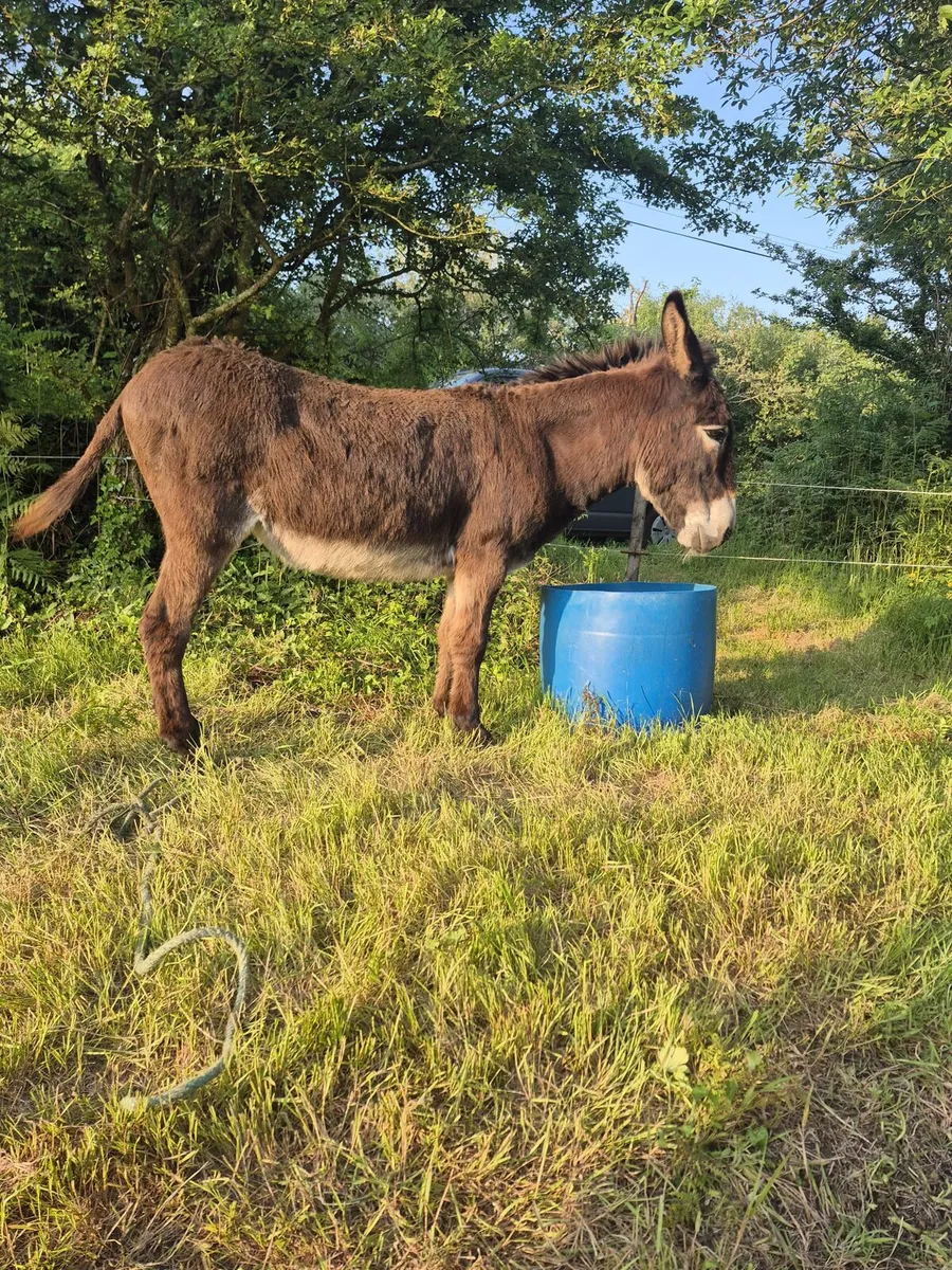Mare donkey - Image 3