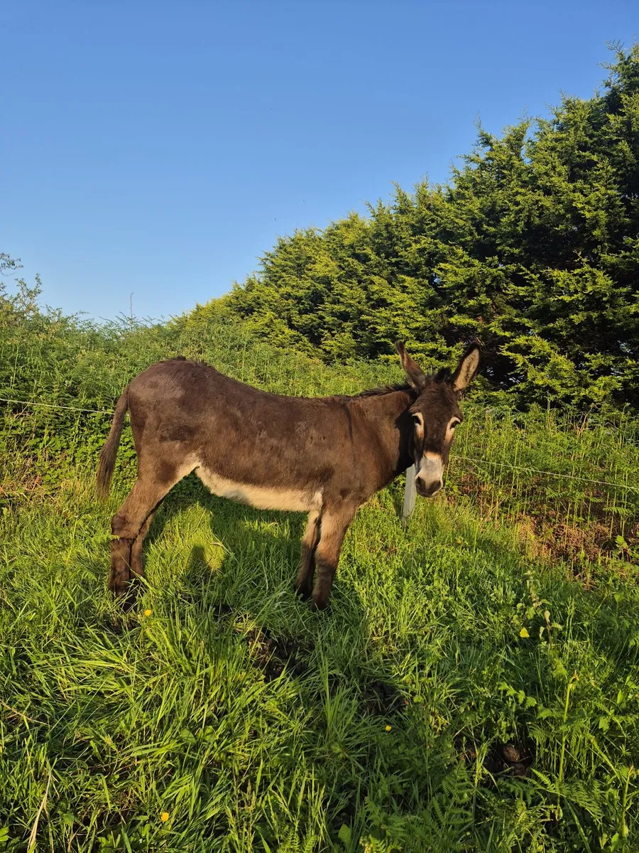Mare donkey - Image 4