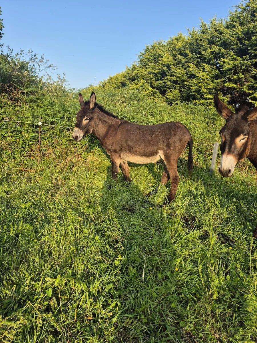 Mare donkey - Image 2