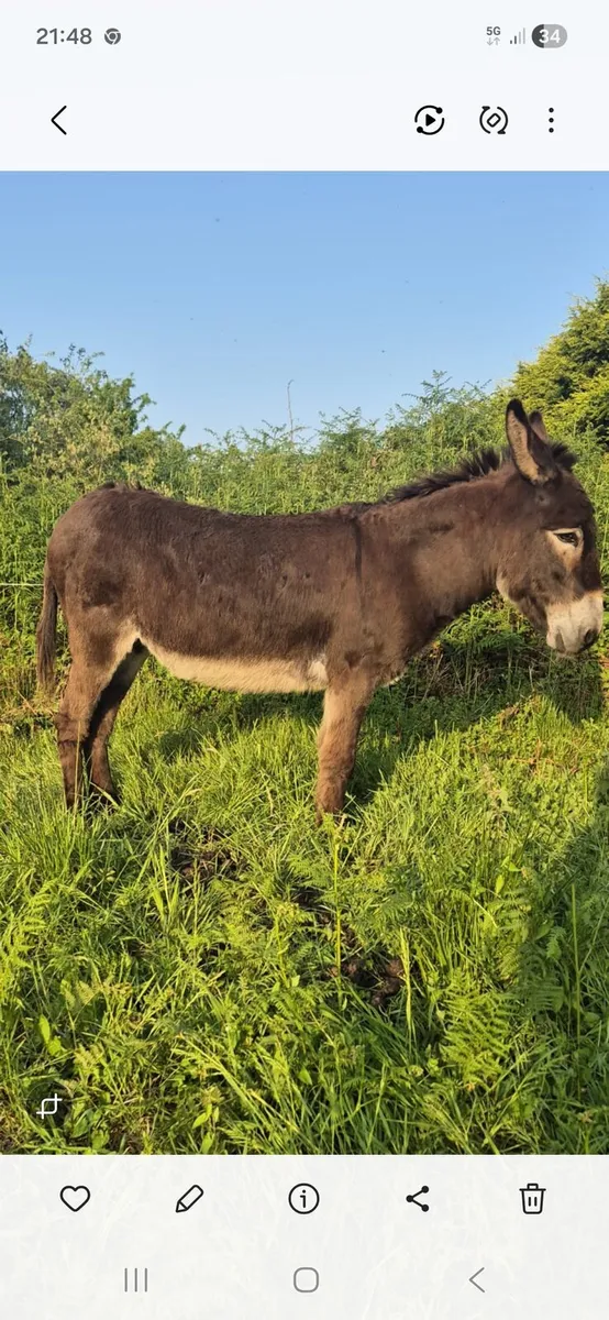 Mare donkey - Image 1