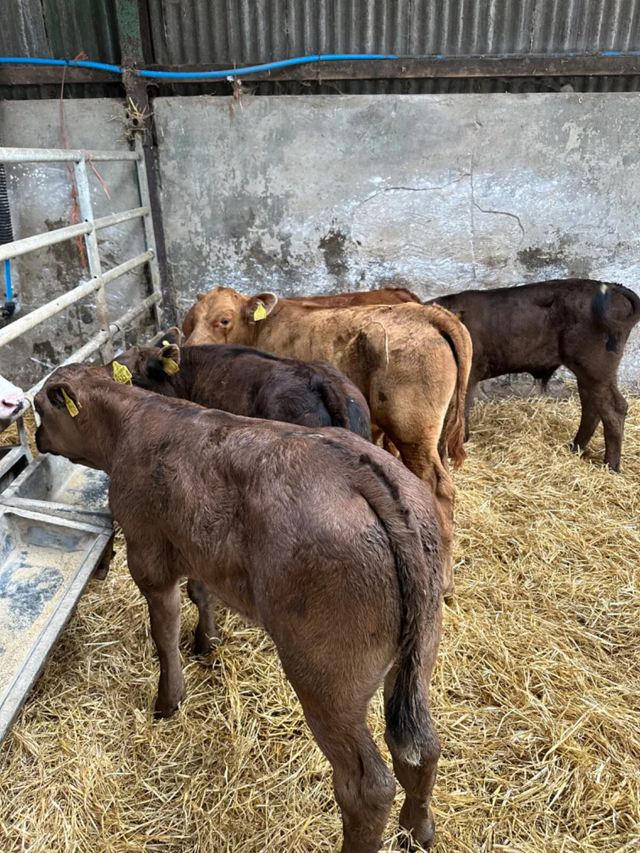 Beef bred lim and Angus bulls - Image 3