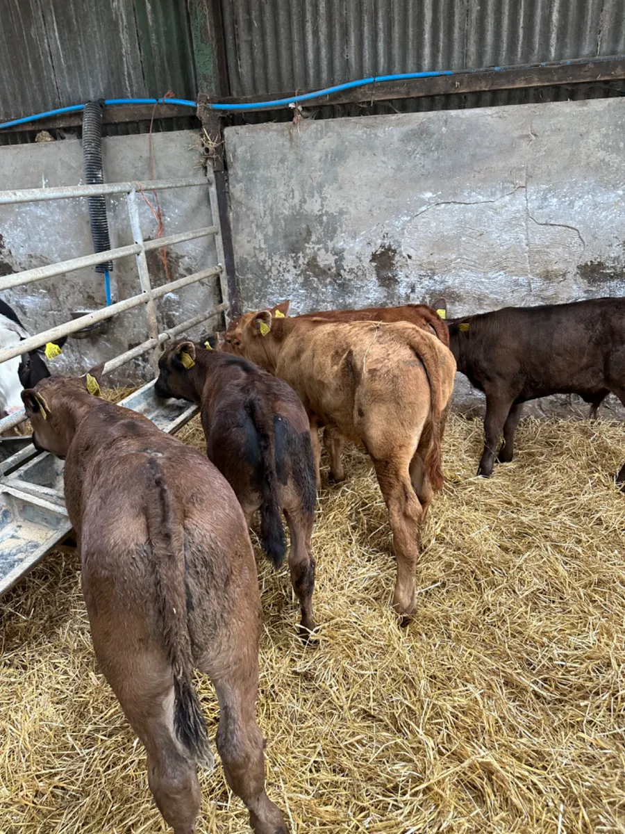 Beef bred lim and Angus bulls - Image 4