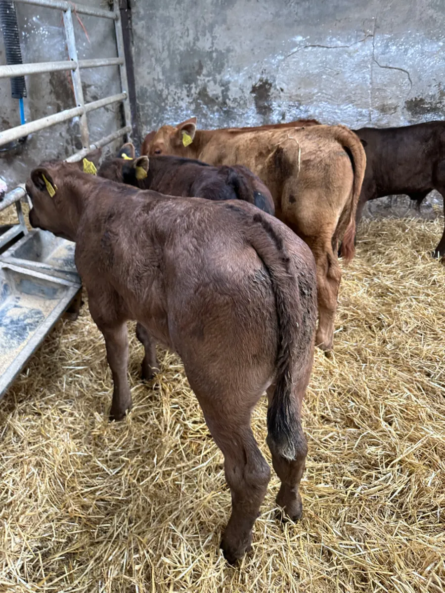 Beef bred lim and Angus bulls - Image 2