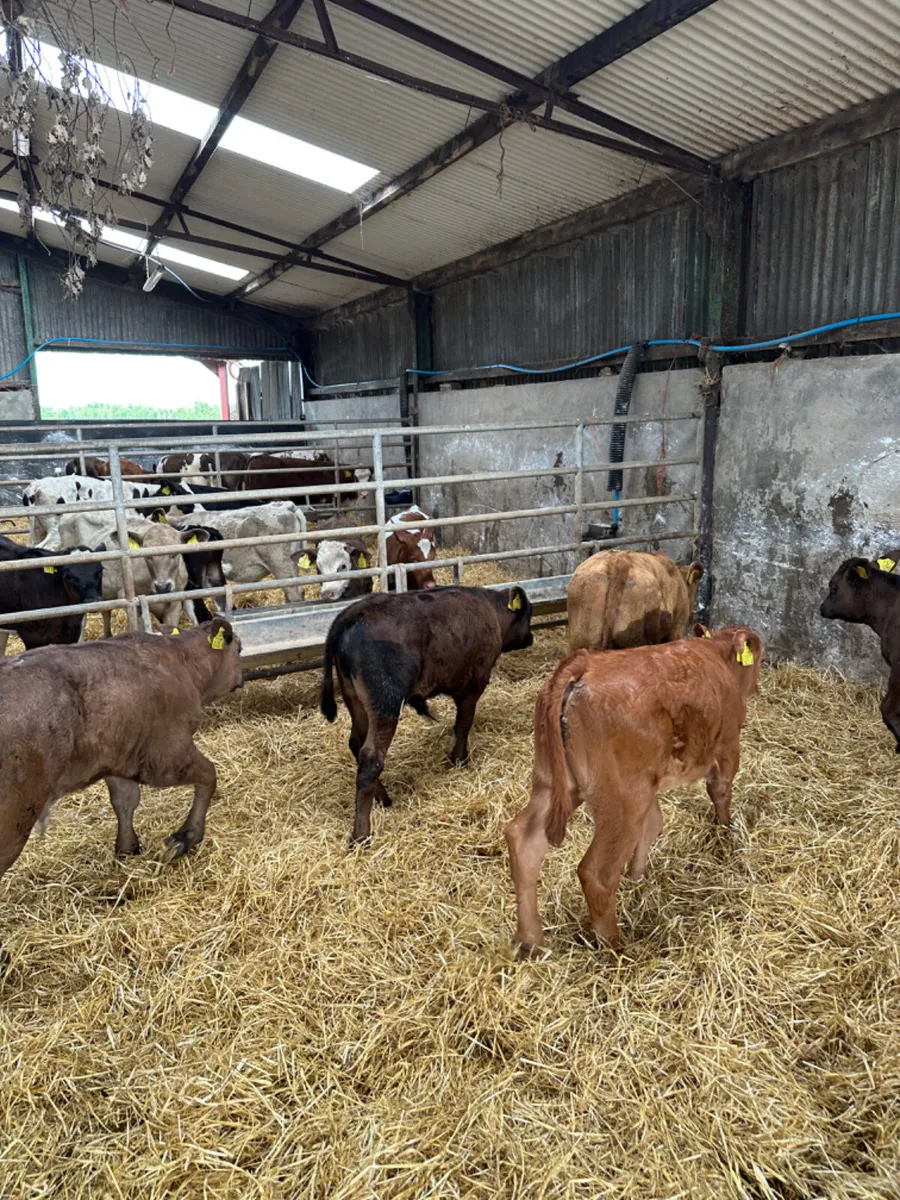 Beef bred lim and Angus bulls - Image 1