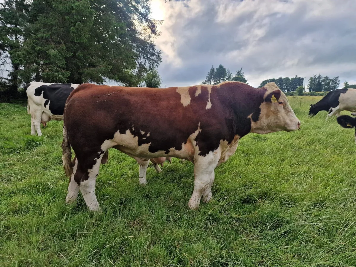 Easy calving ,polled hereford bull - Image 2