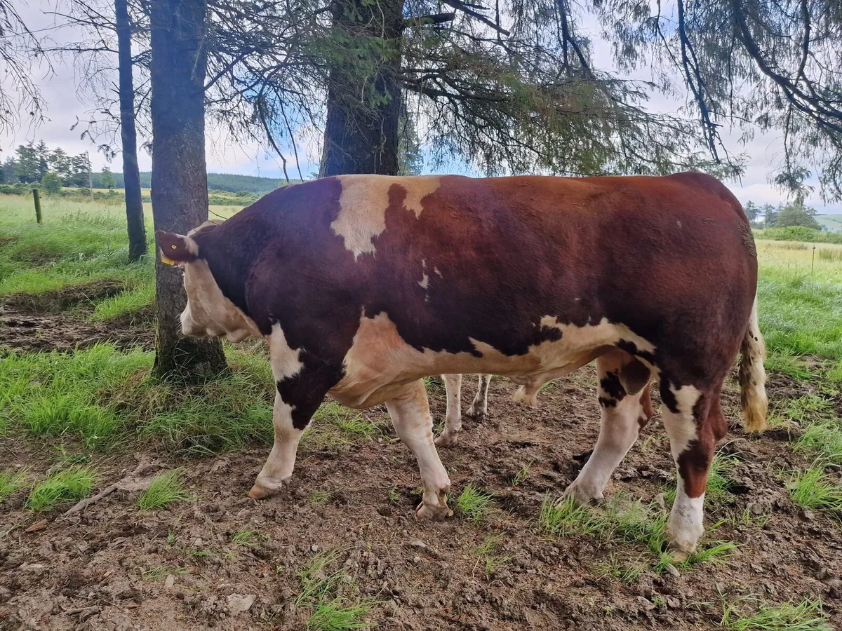 Easy calving ,polled hereford bull - Image 1