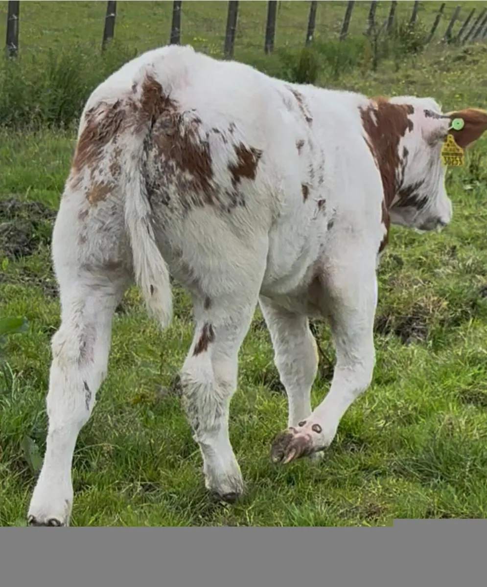Super Belgian Blue Bull calf - Image 1