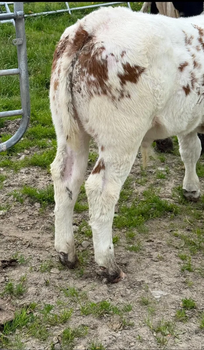 Super Belgian Blue Bull calf - Image 2