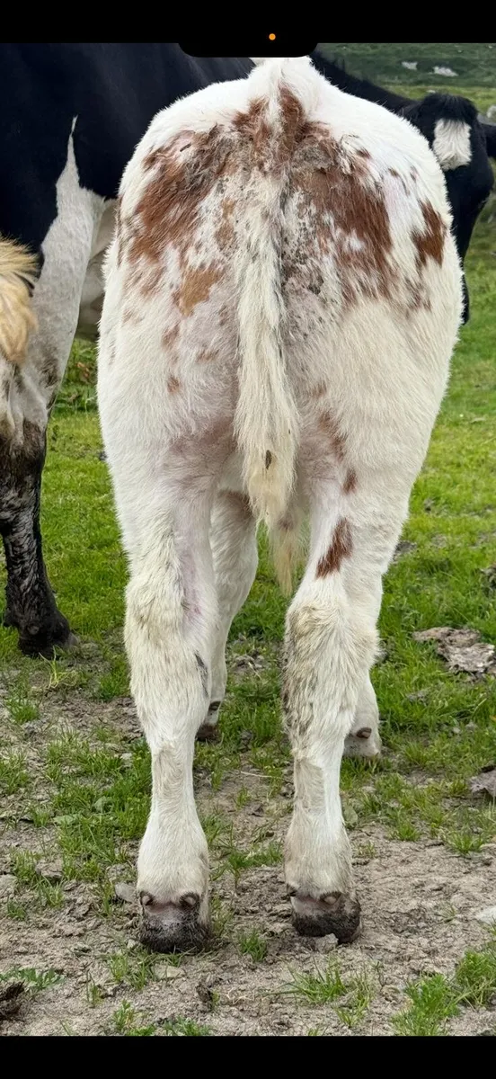 Super Belgian Blue Bull calf - Image 3