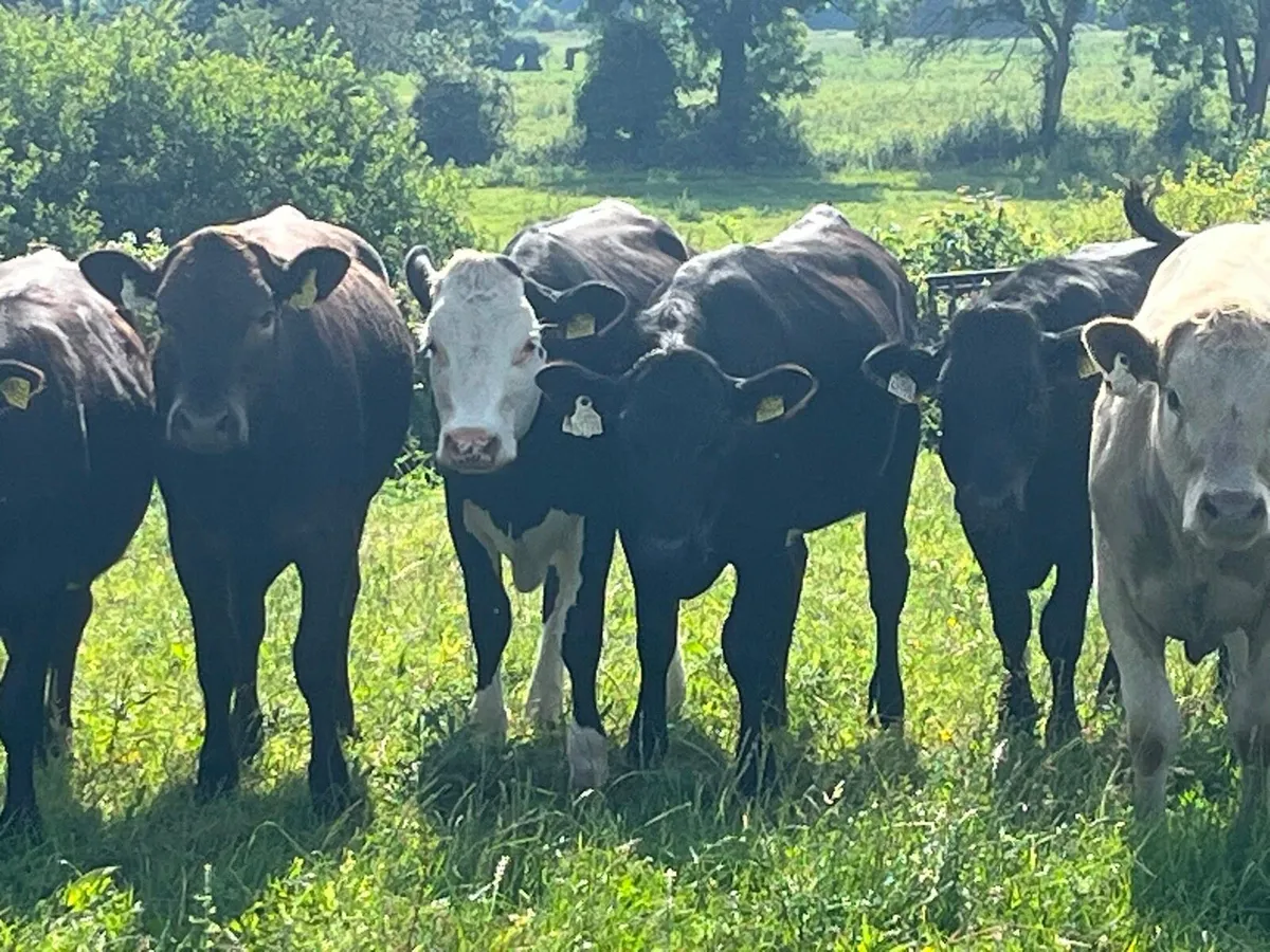 Yearling Heifers - Image 1