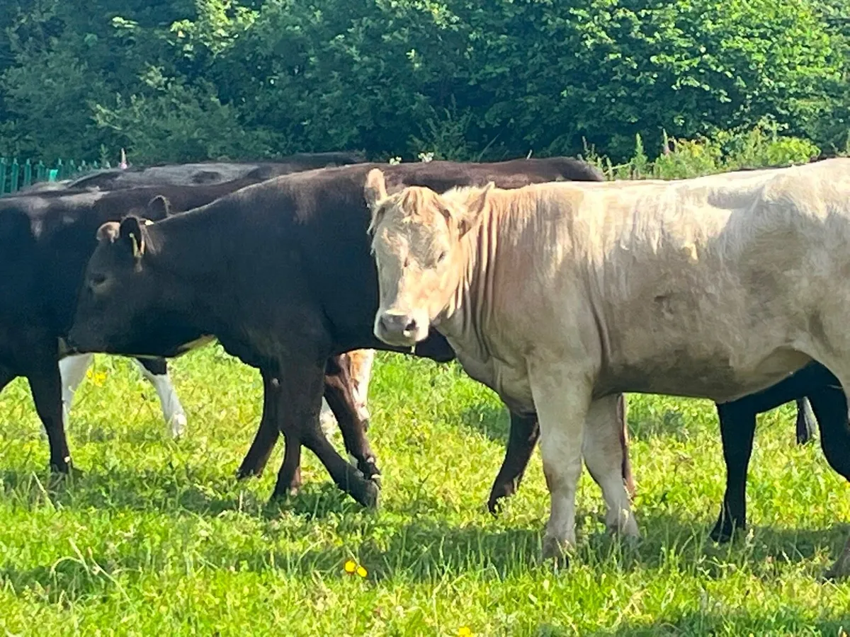 Yearling Heifers - Image 2