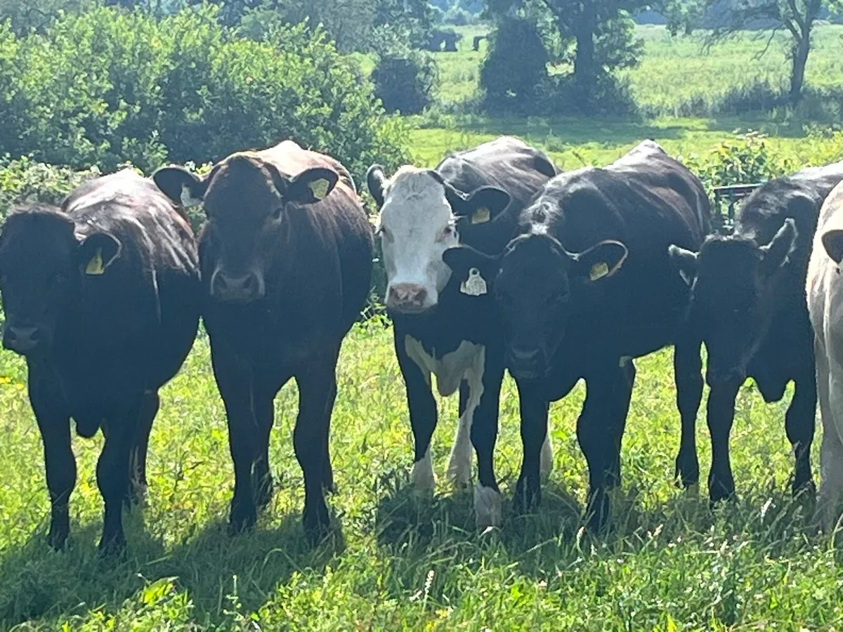 Yearling Heifers - Image 3