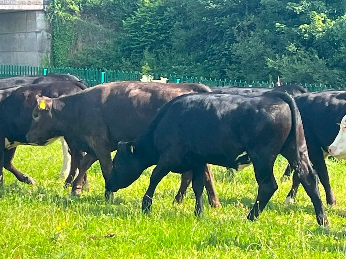Yearling Heifers - Image 4