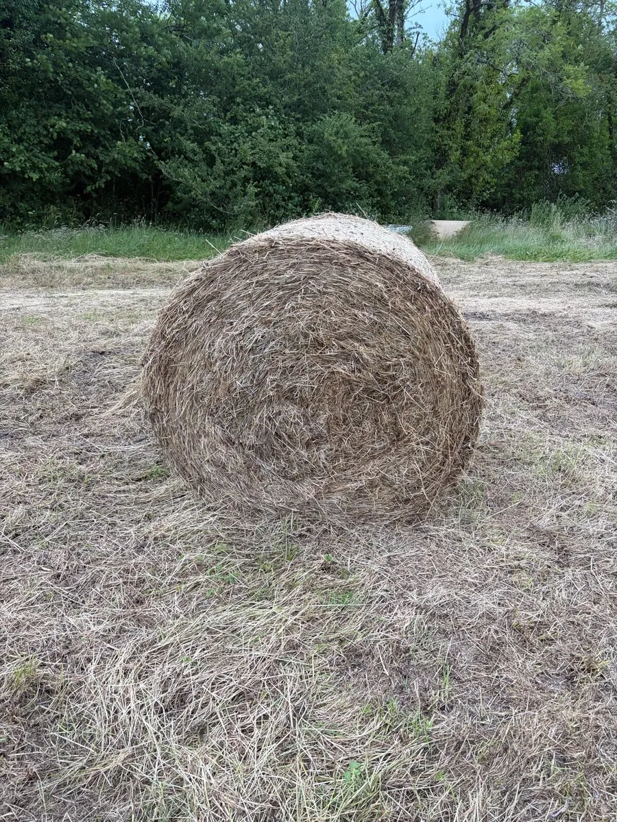 Hay - Image 1