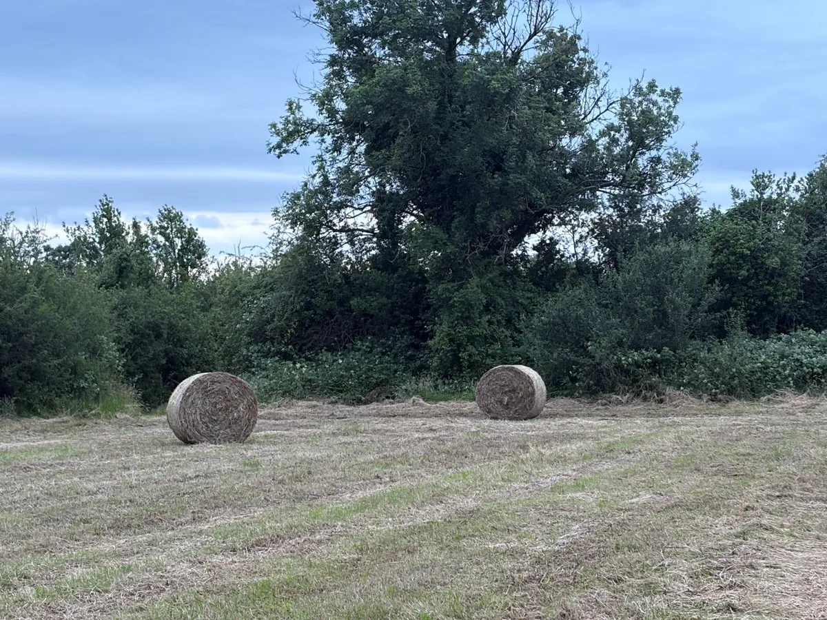Hay - Image 4