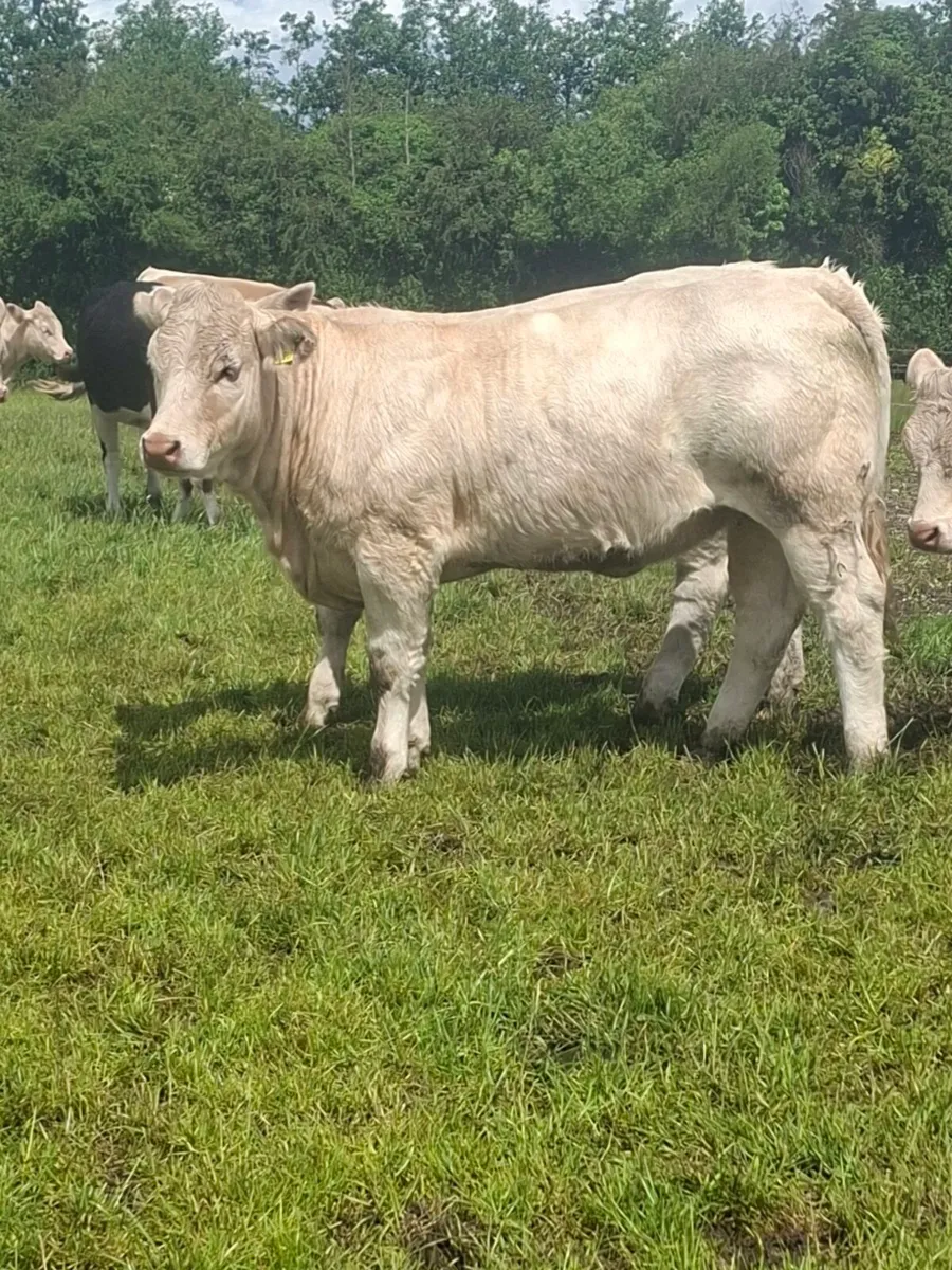 Charolais Heifers - Image 1