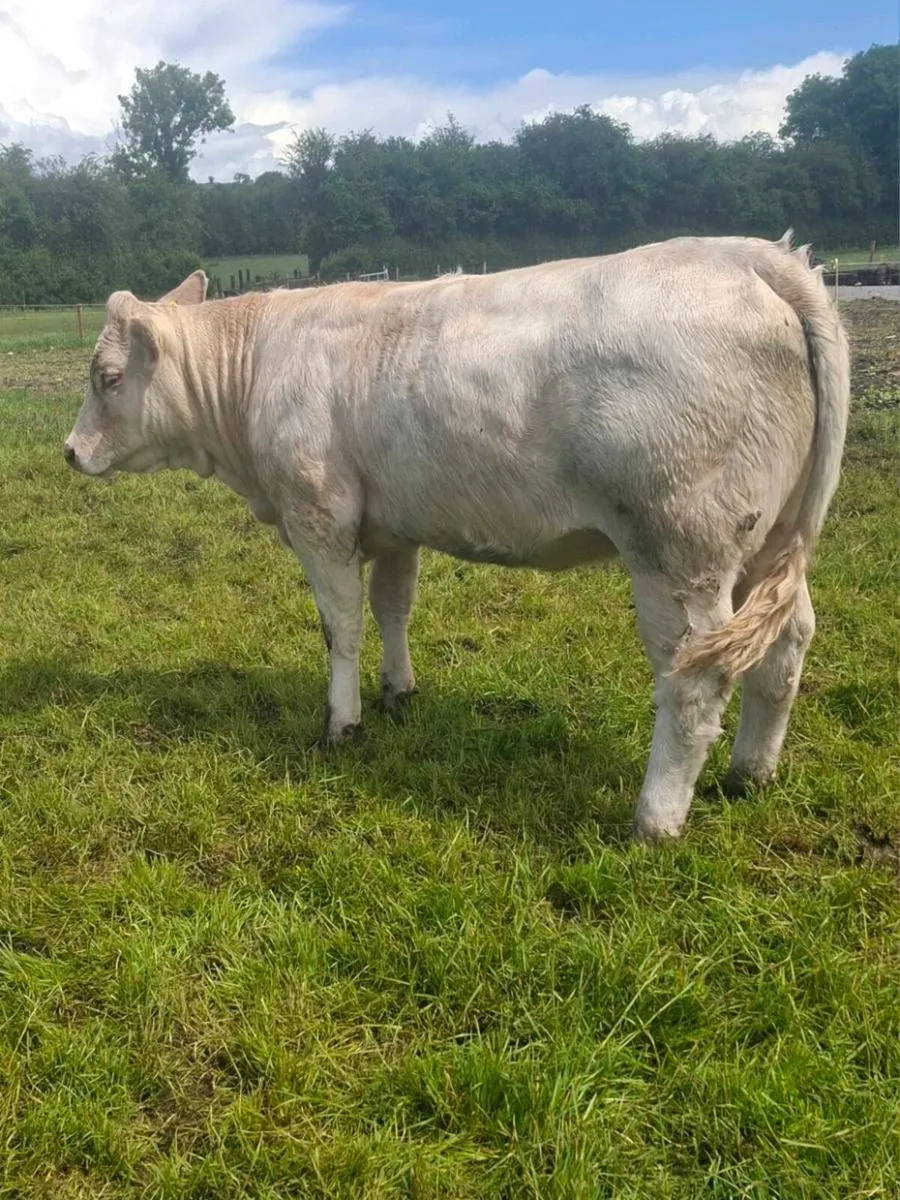 Charolais Heifers - Image 2