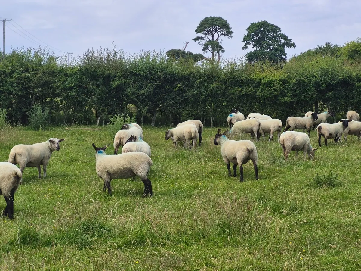 Livestock - Image 2