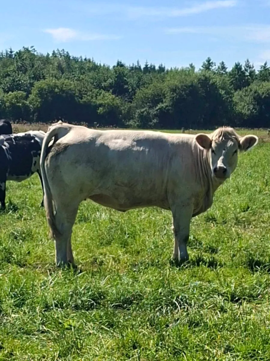 Charolais Heifers - Image 3