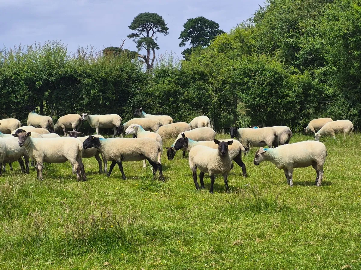 Livestock - Image 3