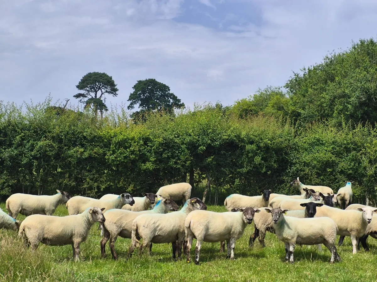 Livestock - Image 4