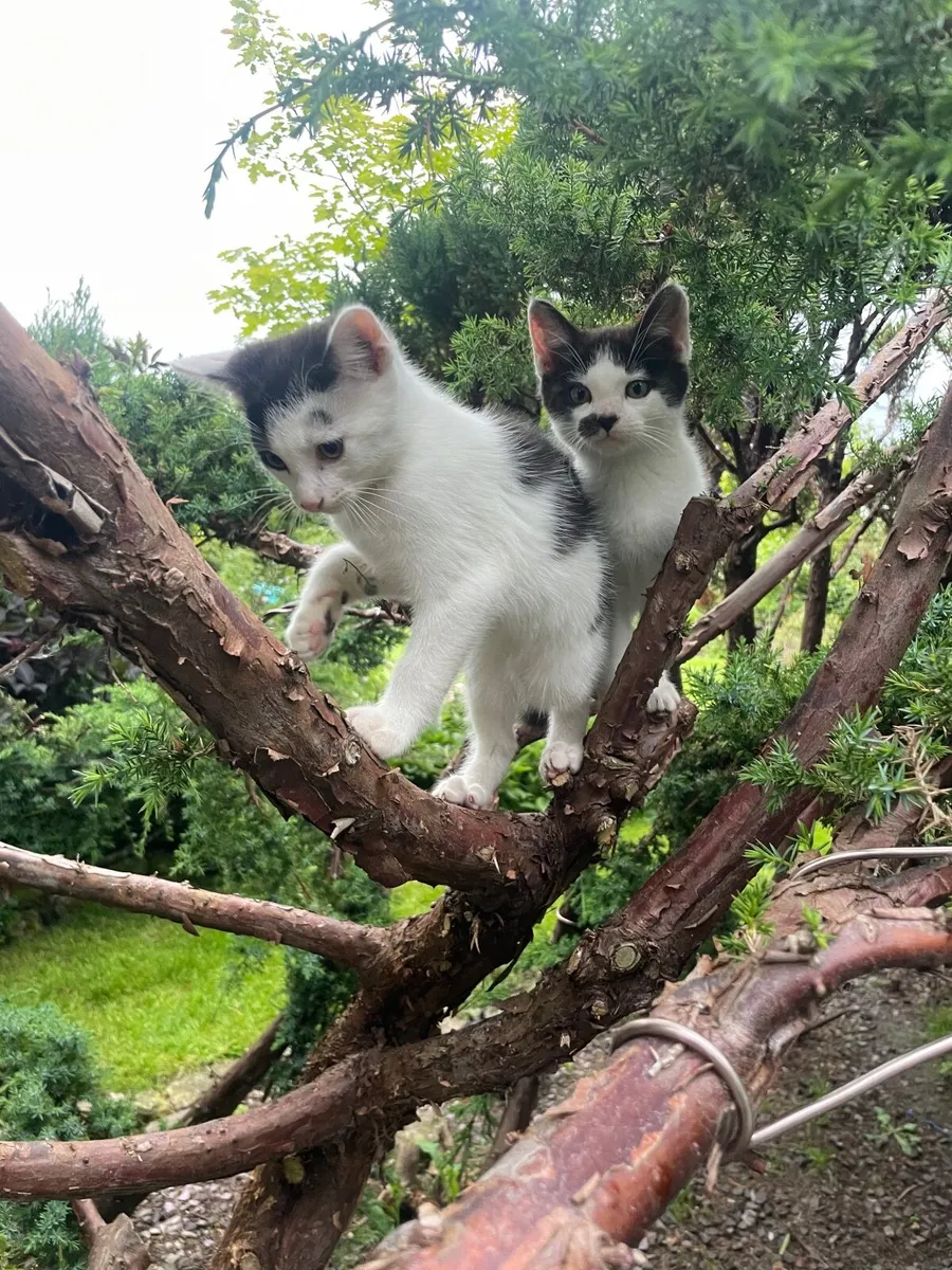 Gorgeous fun male kittens - Image 1