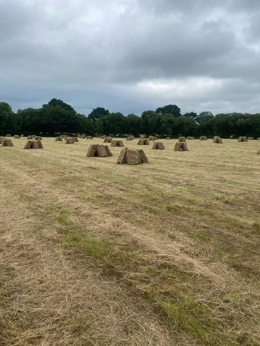 Small square and Round hay - Image 1
