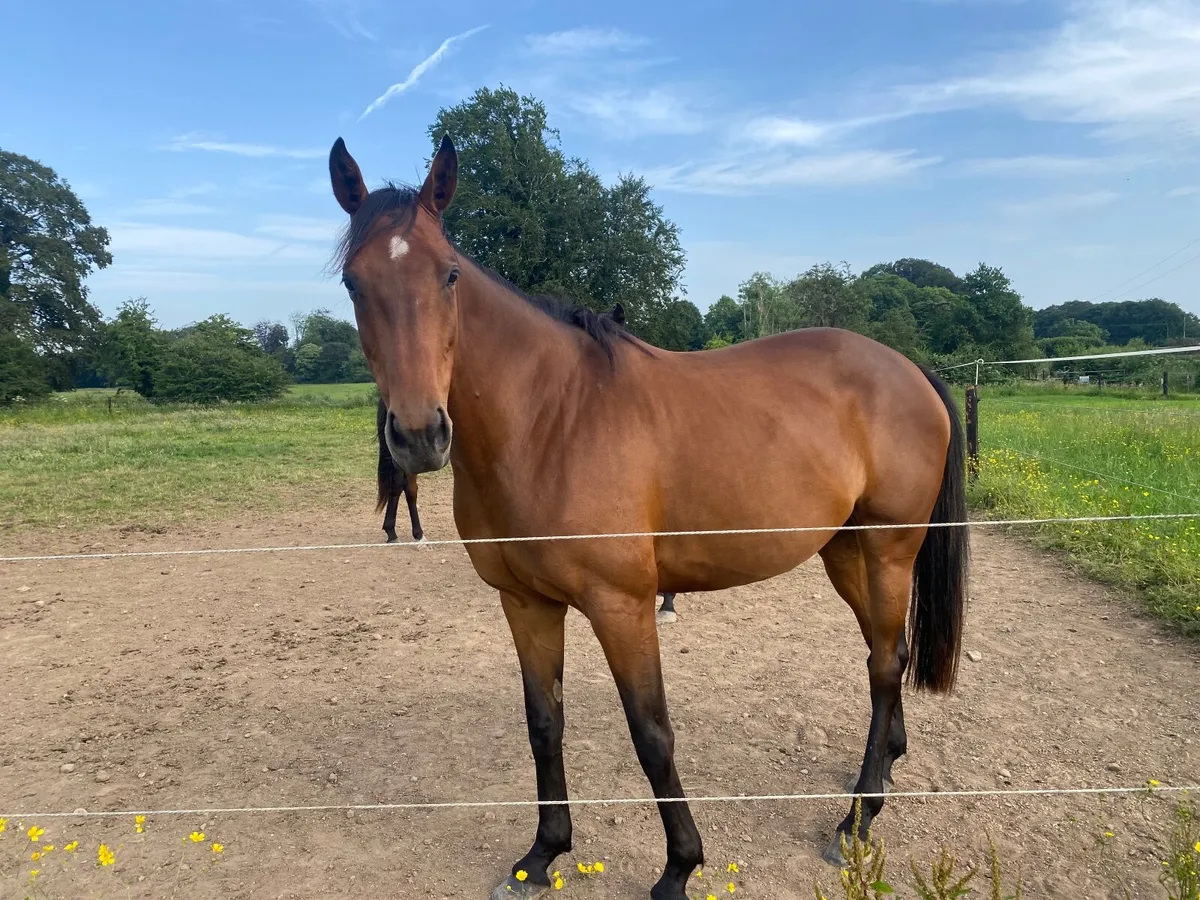 Equine - Image 1