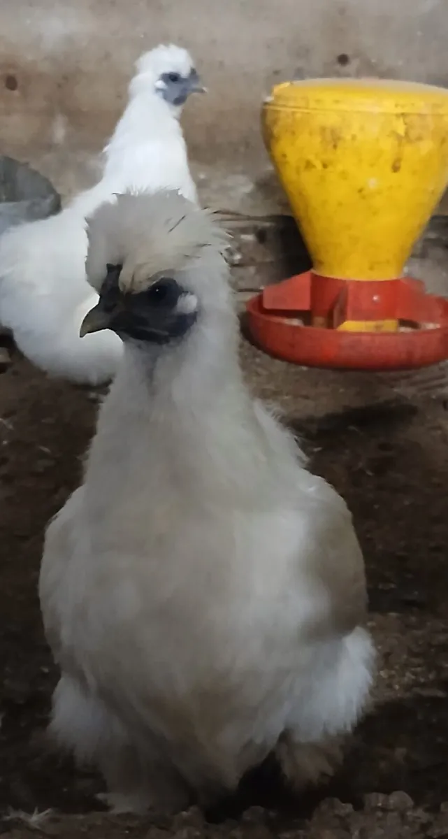 Silkies - Image 4