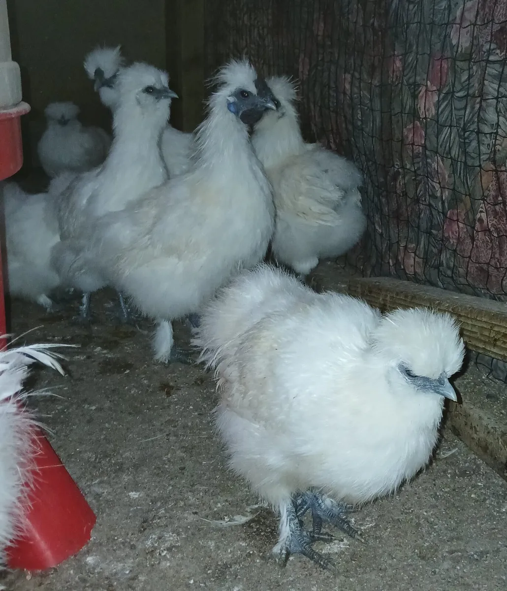 Silkies - Image 3