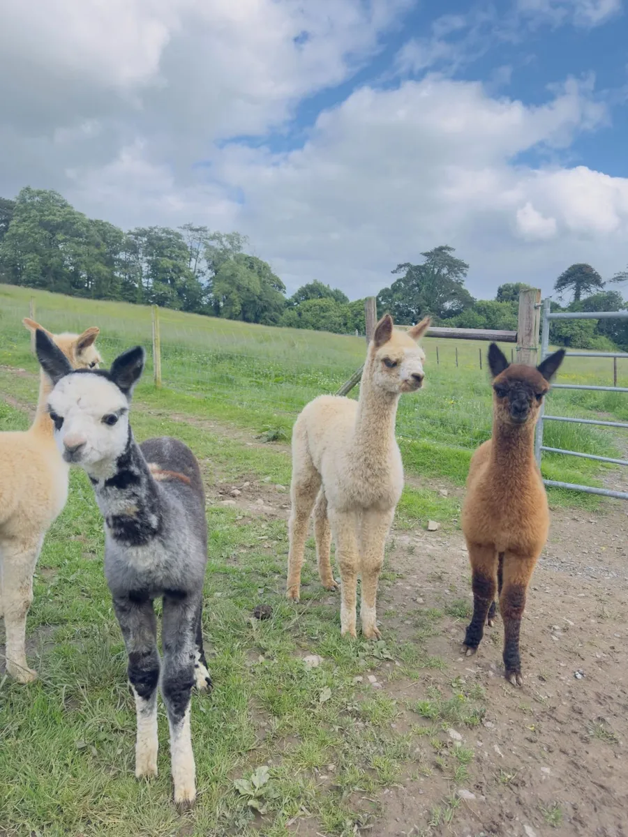 BAS Registered Breeding Alpacas – Proven Females - Image 1