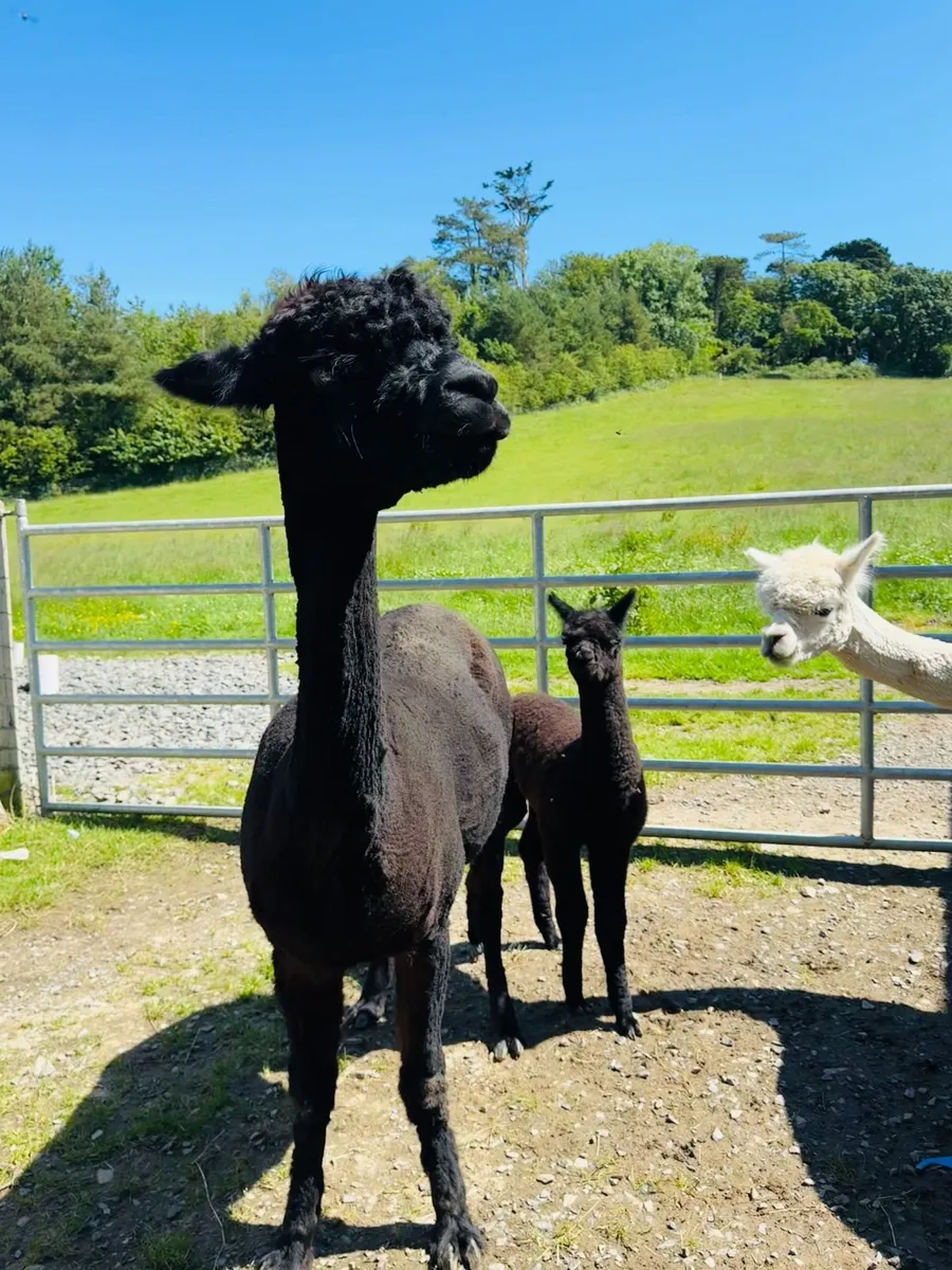 BAS Registered Breeding Alpacas – Proven Females - Image 3