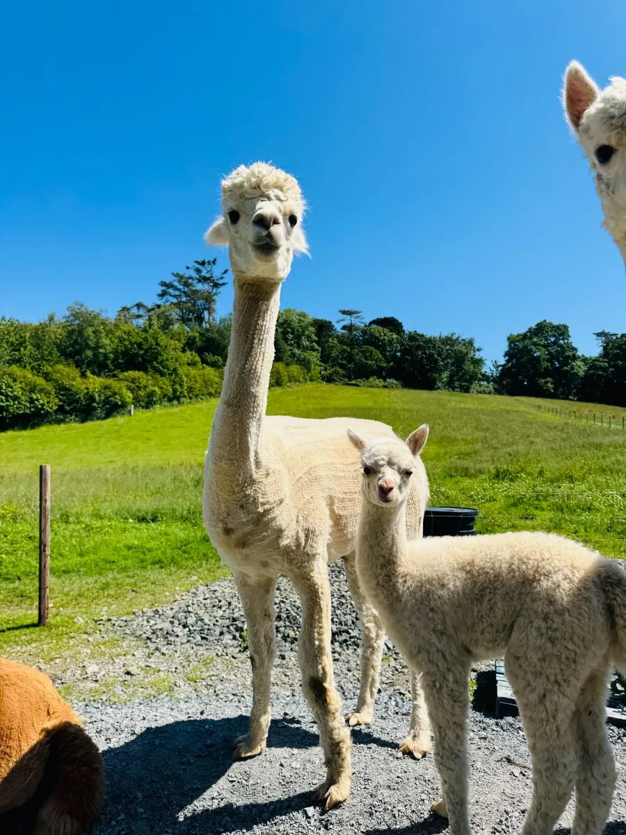 BAS Registered Breeding Alpacas – Proven Females - Image 4