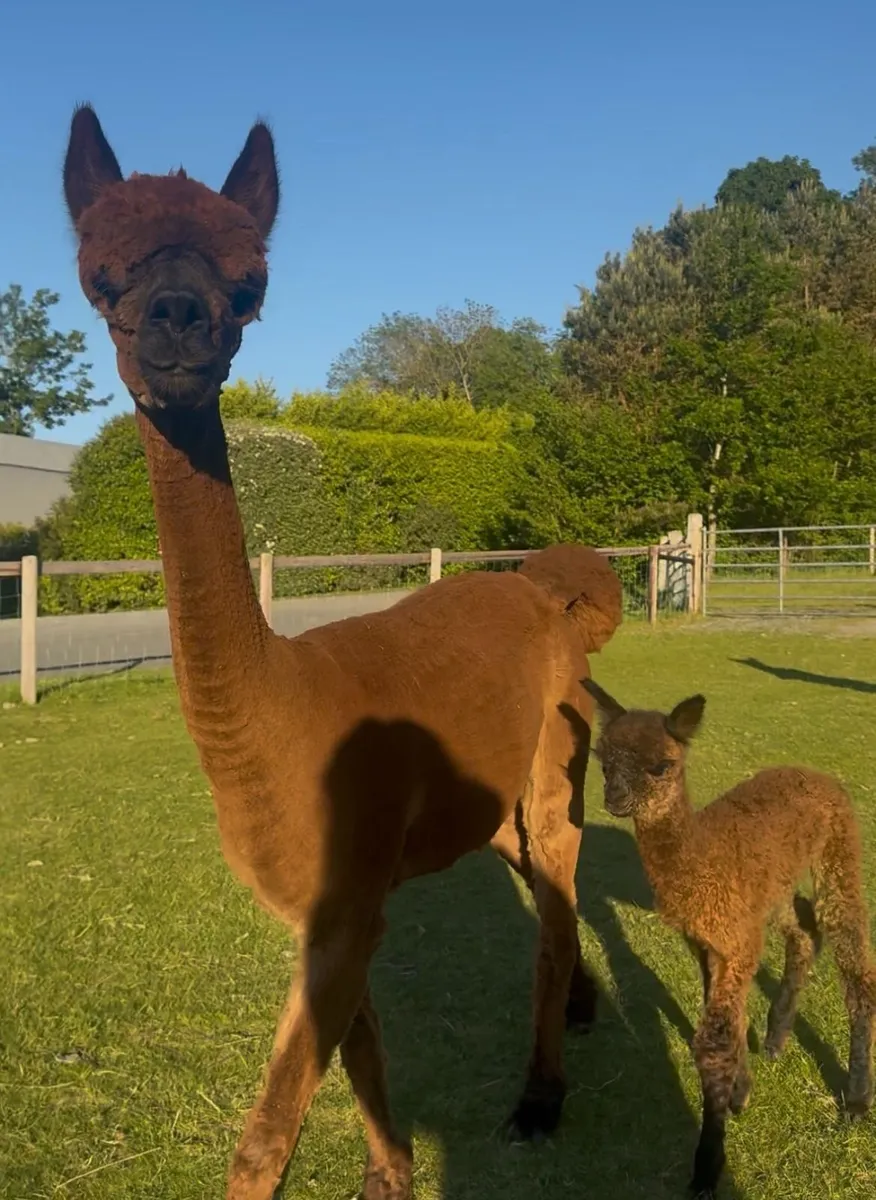 BAS Registered Breeding Alpacas – Proven Females - Image 2