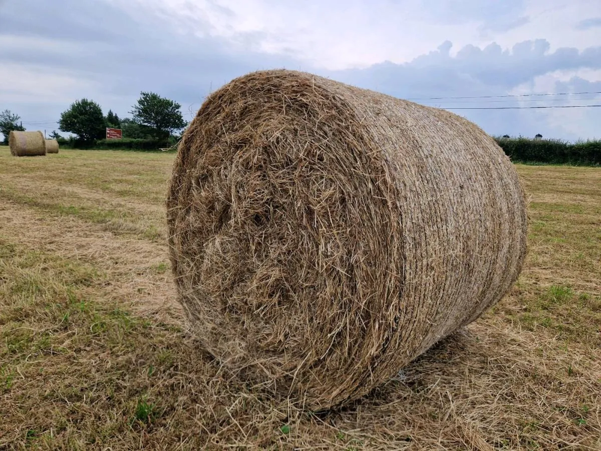 Hay - Image 1