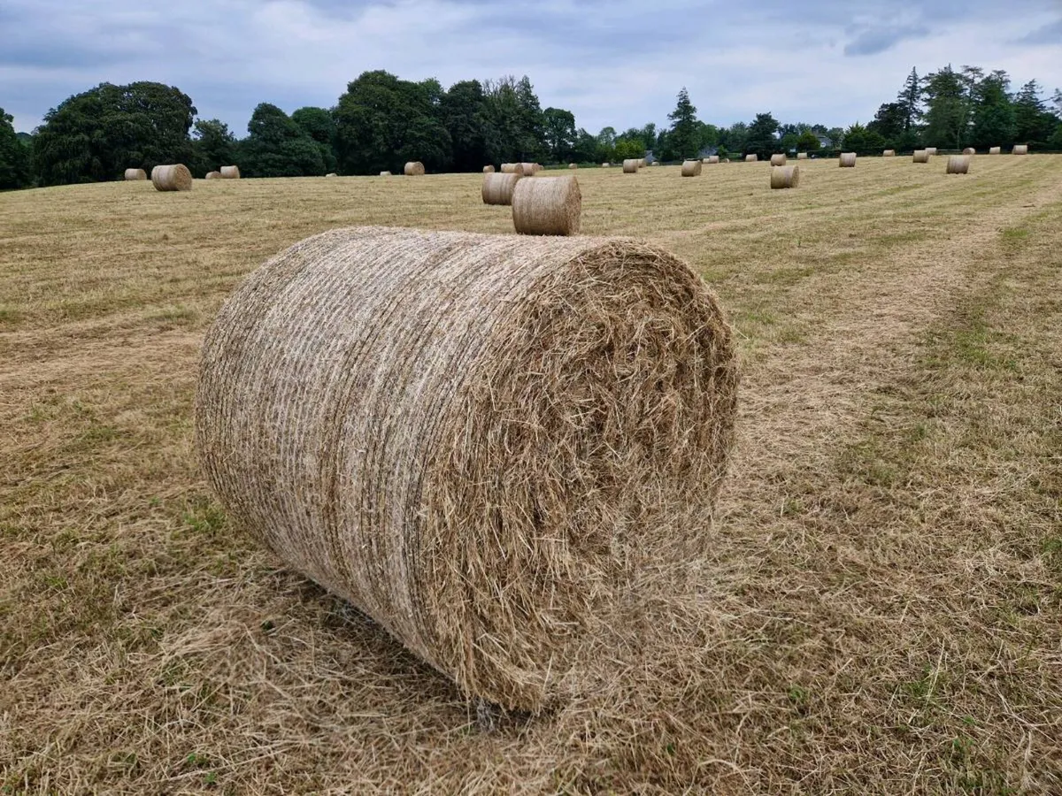 Hay - Image 2
